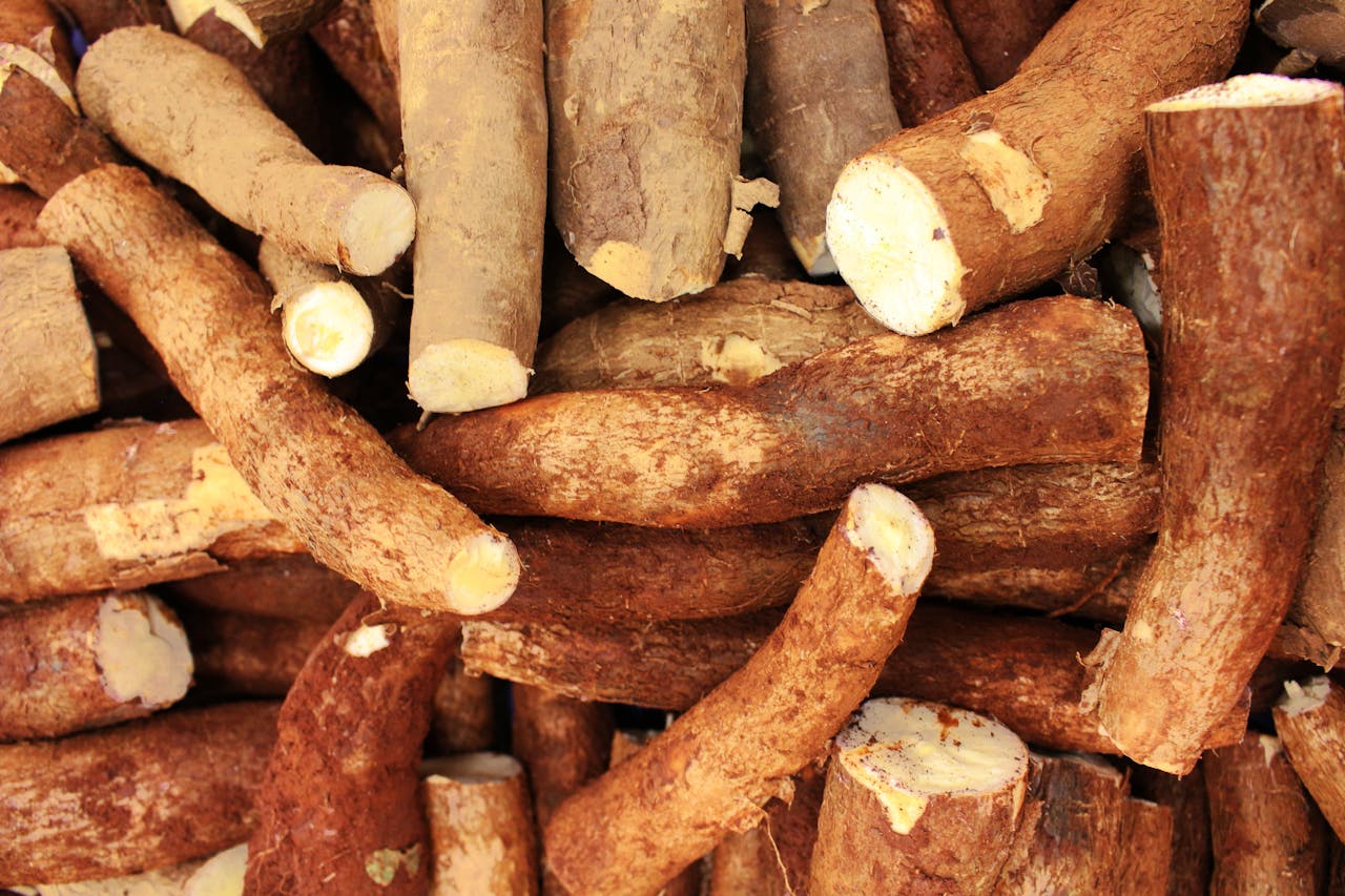 A close-up view of freshly harvested organic cassava roots, showcasing their textured skin.