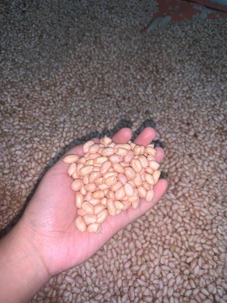 kacang2